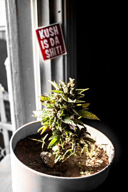 WeedGrowHub's tweet photo. Looks like Lowryder!
Awesome strain. The best for beginners!
#weedgrowhub #cannabis #weed #strain #lowryder #jointdoctor #marijuana #grower https://t.co/nlmKfCyfkt