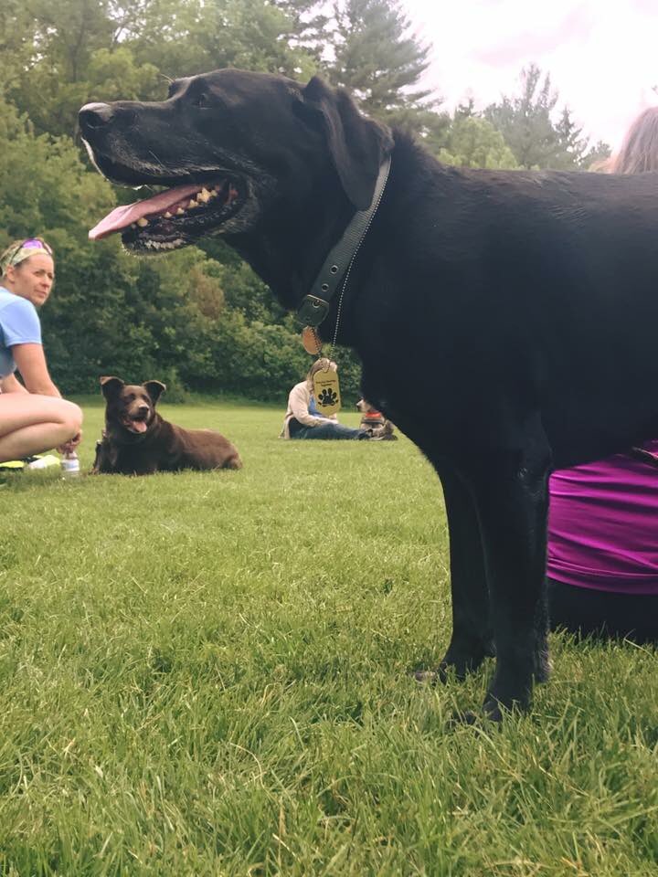 Rocking his medal at the #metrowestk95k 🏅🐶
#trailrace #dogmedal #dograce #runwithyourdog #walkwithyourdog