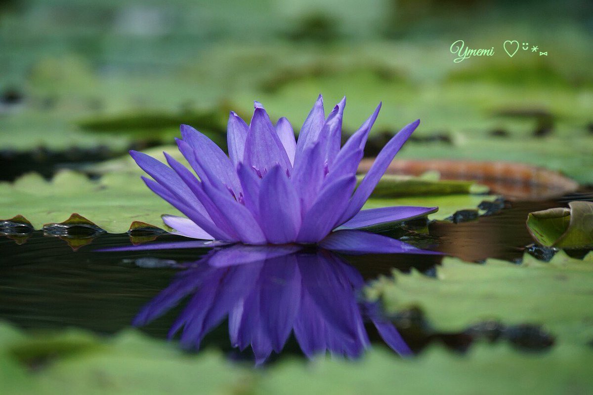 yumemi2288's tweet photo. 睡蓮

#水の森 
#写真好きな人と繋がりたい 
#ファインダー越しの私の世界 https://t.co/wng5XciA4K