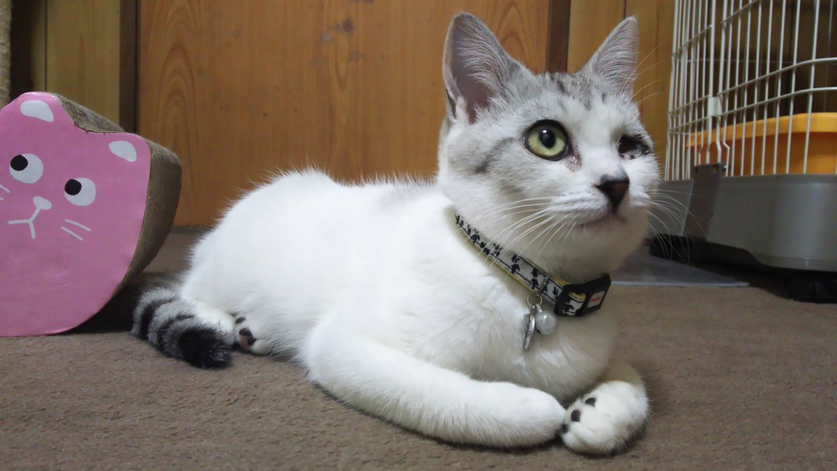 ヘコヘコ (@_hekoheko_) / Posts / X