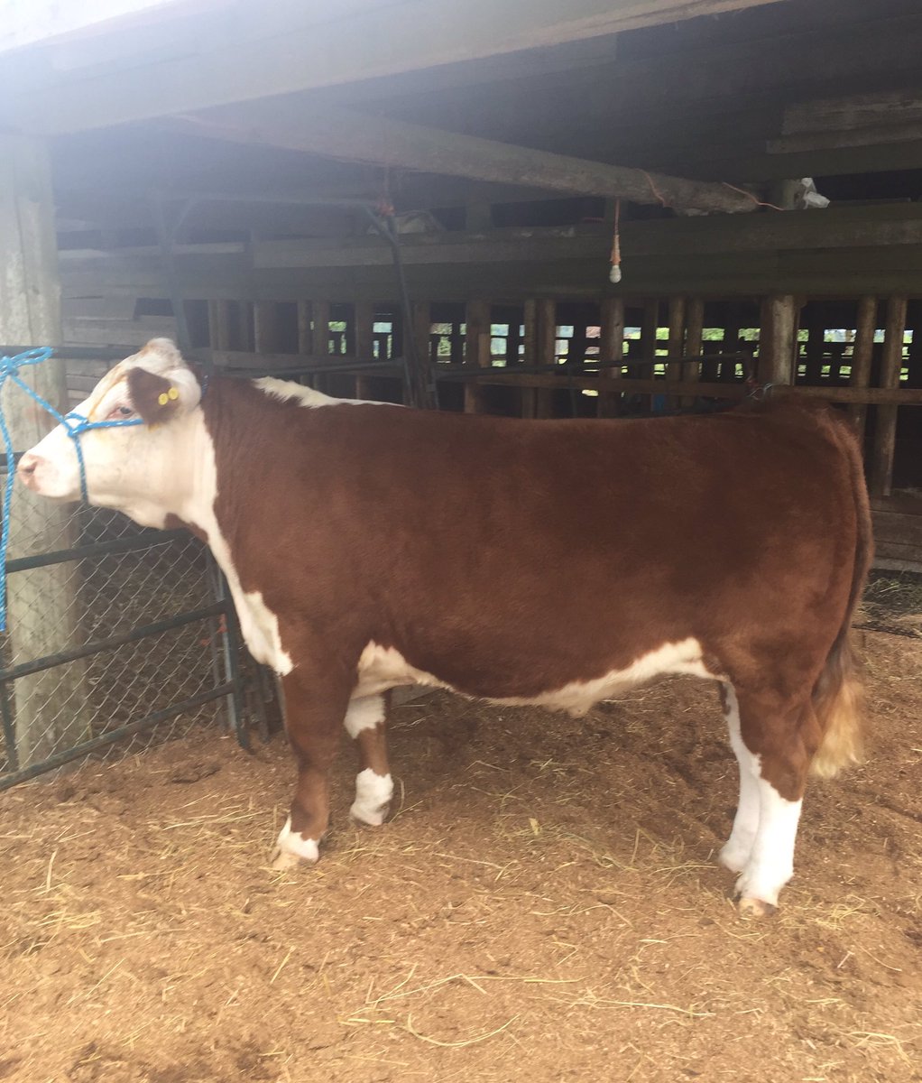 Stacey_LW's tweet photo. Excited for my girl & her boy to experience their 1st @CAN_Hereford Bonanza next month #cjha #bonanza2017 #bonanzaprep #herefordsheadingwest https://t.co/IscOhjefAT