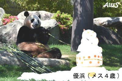 本日(6/4)、中国へ旅立つパンダ「海浜・陽浜・優浜」の歓送セレモニー