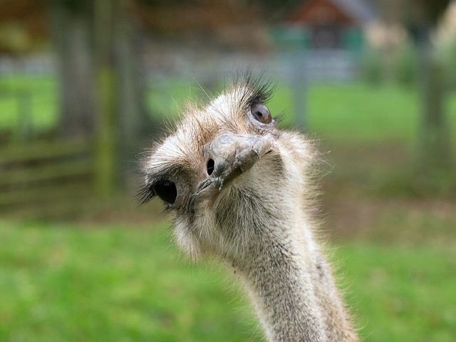 TrooperTodKHP's tweet photo. Just had a conversation on how to pronounce emu. I said, "ee-myoo" and they said "ee-moo" 🤔I was like whatever, just remember "see-t-bell-t! https://t.co/Zy5cvRObmh