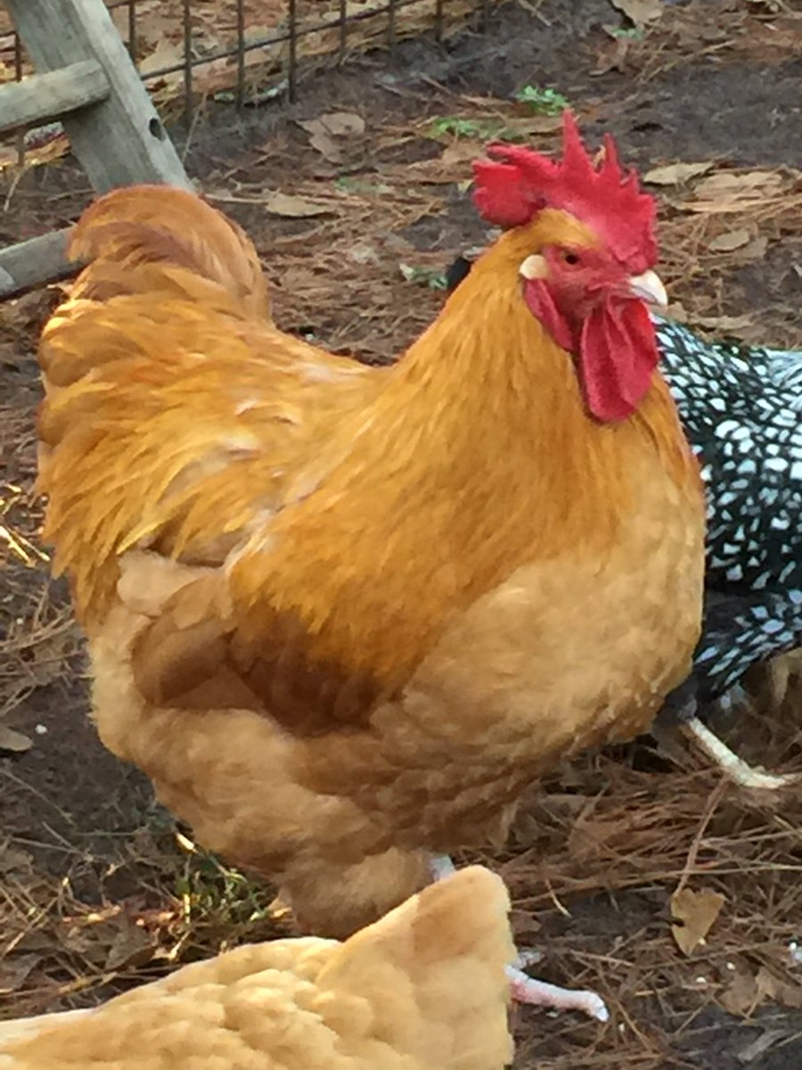 chickensmatter's tweet photo. Meet Buster.  Today is the beginning of Chicken Lives Matter on Twitter. Ck out our website https://t.co/Jn0OieAKsq.  Buster matters https://t.co/UOV2i2N0Dh
