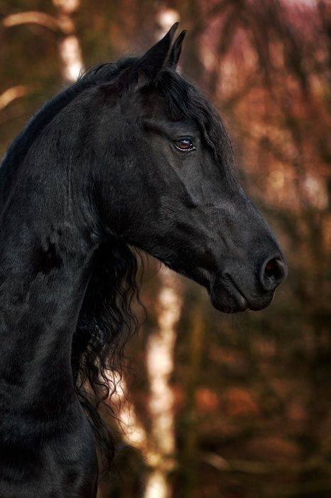 stevekrohn's tweet photo. Beautiful black horse https://t.co/m4IKsqJOVA