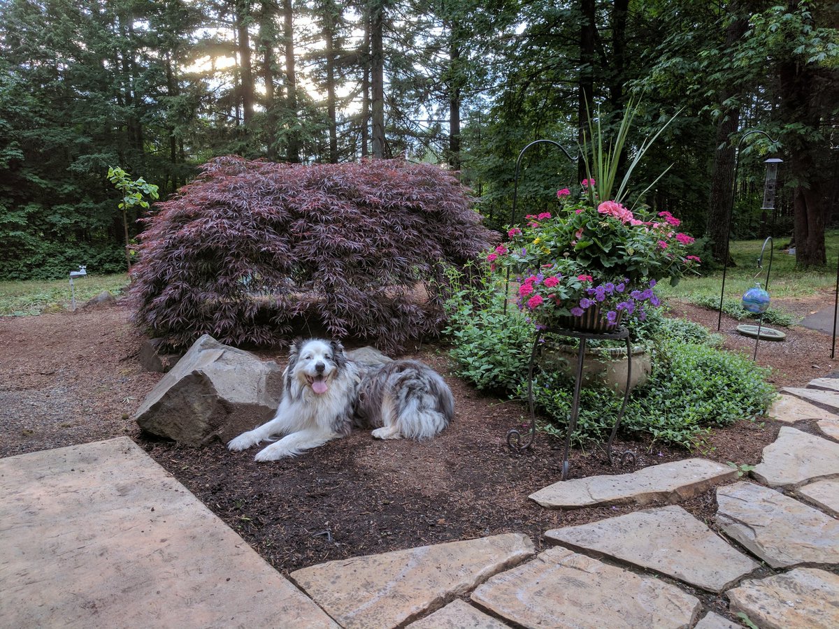 HackerAce's tweet photo. Elvis https://t.co/YL4iDoIfae