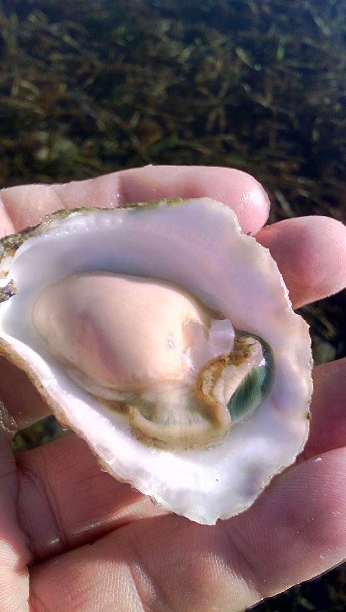 STOP THE PRESS!! Limited quantities of incredibly rare Emerald Merimbula Blue Oysters available this week. Get in quick! #Signatureoysters