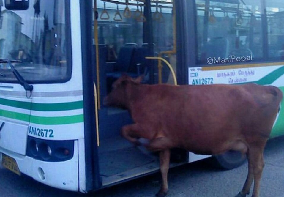 malik_bmz's tweet photo. -Bonjour, ce bus va jusqu'au centre ville ?
-nn mais en fait t'es une vache
-mon corps nest pas fai pour vou plaire jai des rondeur jassume https://t.co/vOmZkp5RhW