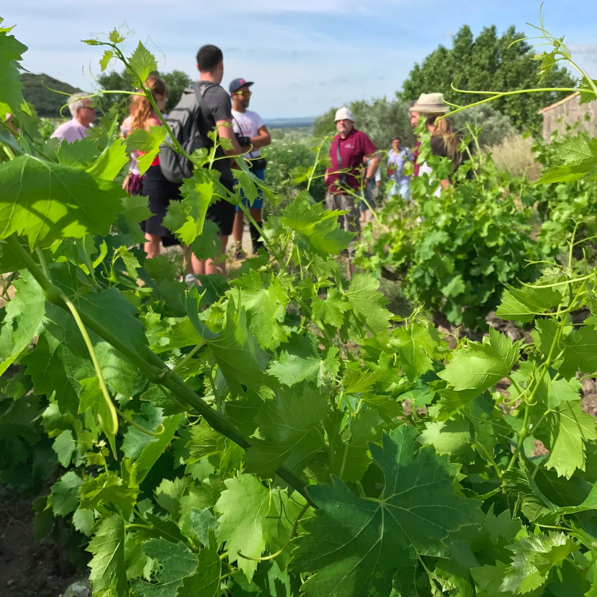 lacoopagricole's tweet photo. Beaucoup de plaisir et de challenge au #rallyevigneron de @GigondasLaCave, à la rencontre du public ! #SemaineCoop #CoopCar2017 @VIPagri https://t.co/Xj1GdnPYqU