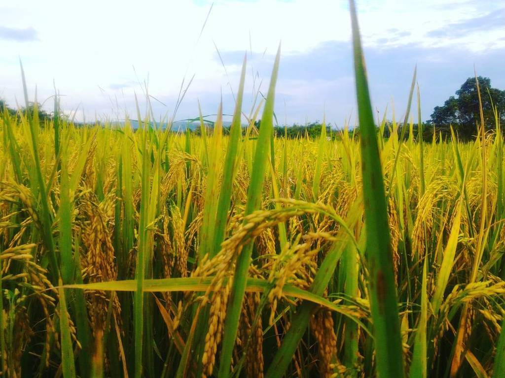 Betapa indahnya Allah melukis rejeki manusia. Semurni #BEARBRAND yg diminum #1kalengsaatsahur yg selalu memberi ke… ift.tt/2rFjdfQ