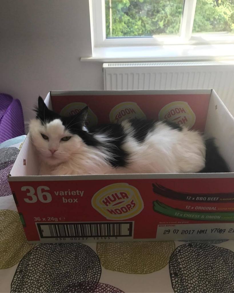 TillyCat05's tweet photo. What? I'm comfy! #feline #cats #norwegianforestcats #tillycat #catstogram #gato #instacat #iizcomfy https://t.co/2t70xXK0jq https://t.co/R52XbxdxfX