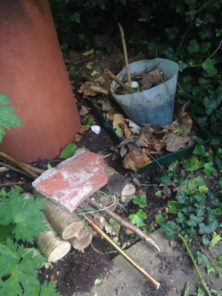 nicolagoddard2's tweet photo. Day 3 #30dayswild eating raspberries from the garden and making habitats including a hoverfly lagoon https://t.co/C5PydC6Qbh