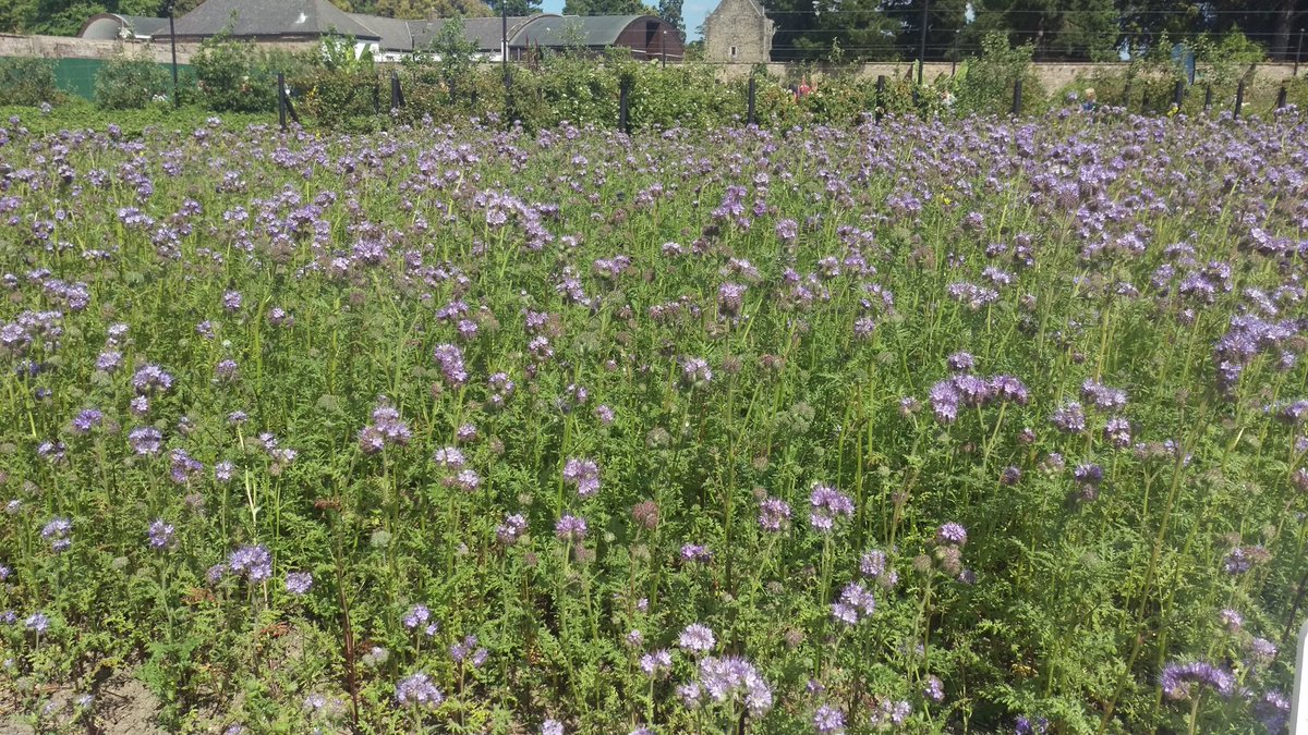 Wildflowers! Nature Friendly, covered in, Bees love then andLooks Brilliant...use open derelict spaces in an efficient way #gardeningireland