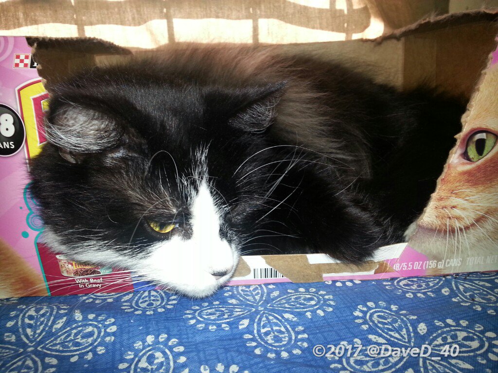 DaveD_40's tweet photo. Nina says "Good Morning Twitterworld! Hoping for a peaceful #CatBoxSunday today!"📦🌞
❤🐾🐱🐾❤
#Purrs4Peace
#PrayForLondon
#PrayForTheWorld https://t.co/kTukJfxfn0