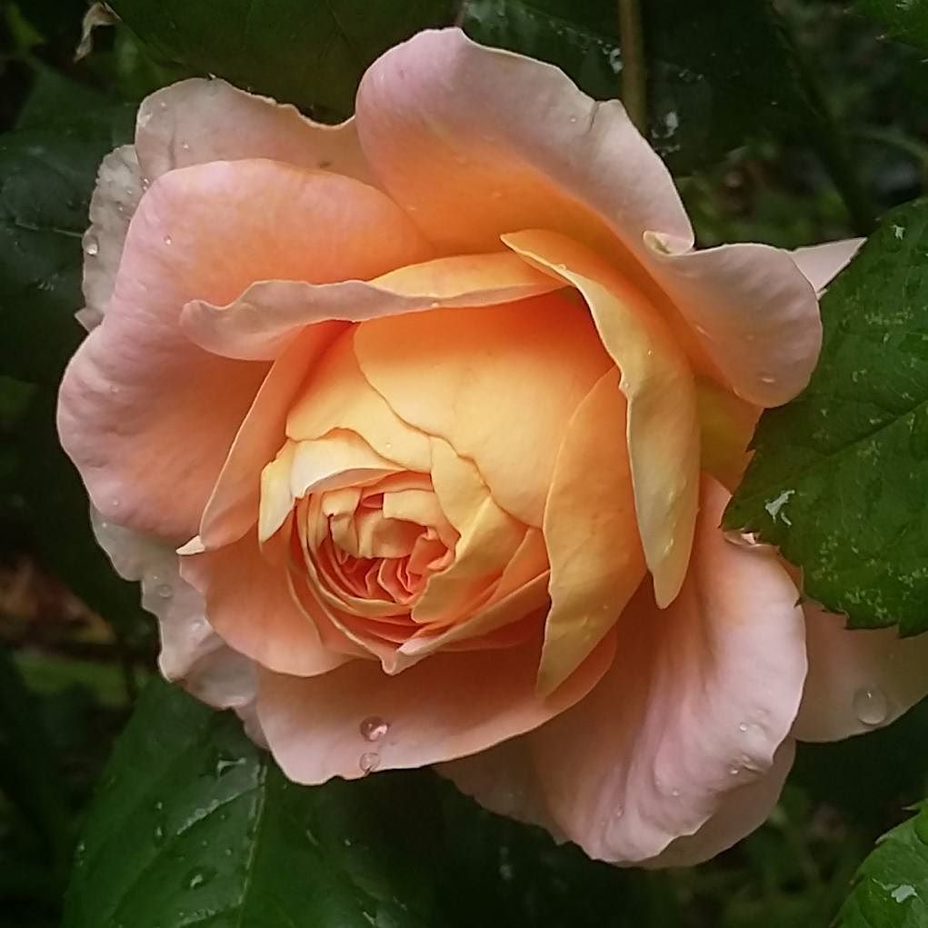 MuchMore_Less's tweet photo. Peace rose in troubled times.
.
#floweraday #floweroftheday #muchmorewithless #rose #roses #roselovers #peacerose … https://t.co/4YY09F5Xno https://t.co/WiQEhZp3Mq