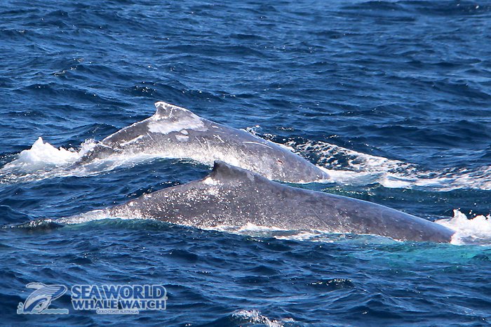 WhaleWatchAust's tweet photo. These two teenage humpback whales buddied up on the Gold Coast during this morning's Sea World Whale Watch tour! #firstbreach #whalewatching https://t.co/tB3mWXAVUo