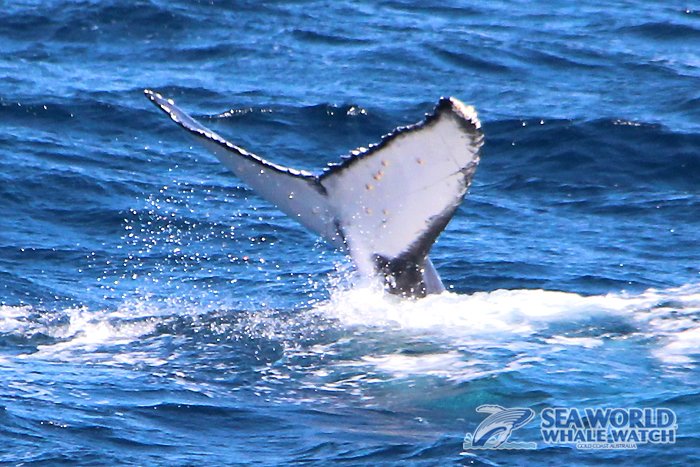WhaleWatchAust's tweet photo. These two teenage humpback whales buddied up on the Gold Coast during this morning's Sea World Whale Watch tour! #firstbreach #whalewatching https://t.co/tB3mWXAVUo