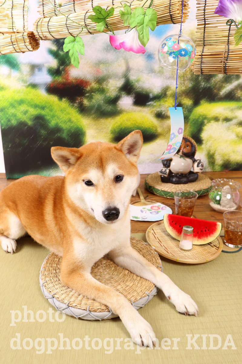 ドッグイベントクラブ V Tvittere 愛犬撮影会 ららぽーと豊洲 夏の縁側 モロッコ調 本日 夏の新背景での撮影会 お客様のワンコをこんなに可愛くお撮りします 好評のバースデー背景もご用意しております 当日のご参加枠も御座いますのでお気軽にご参加