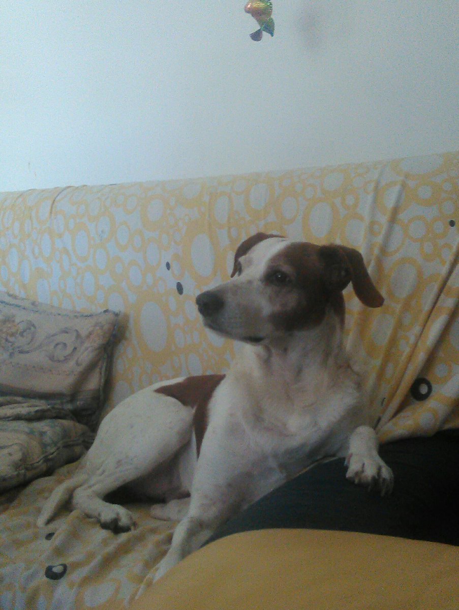 _paola_rother_'s tweet photo. Good Morning.😊
With Junior.🐶
-Not visible, but he has claws like a Diva ...bc it is NOT ALLOWED to touch his feet... #FoolishDog 😔 https://t.co/Mq9nLb6qFw