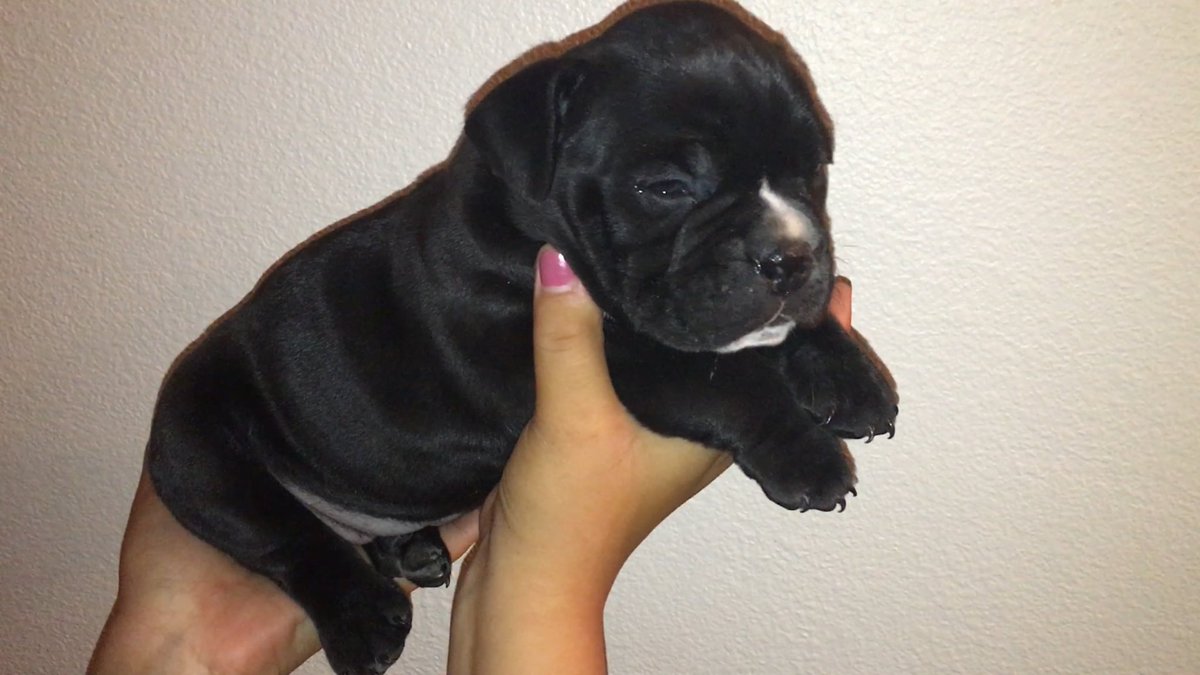 JC_Culichi_Town's tweet photo. π²π½π
CulichiTown_MicroKings π
π²π½
#ctbproductions #mackdieselx3dl #adorablefemalepuppy #forsale #americanbully #designerbully #exoticbully https://t.co/ynvXubmmYj