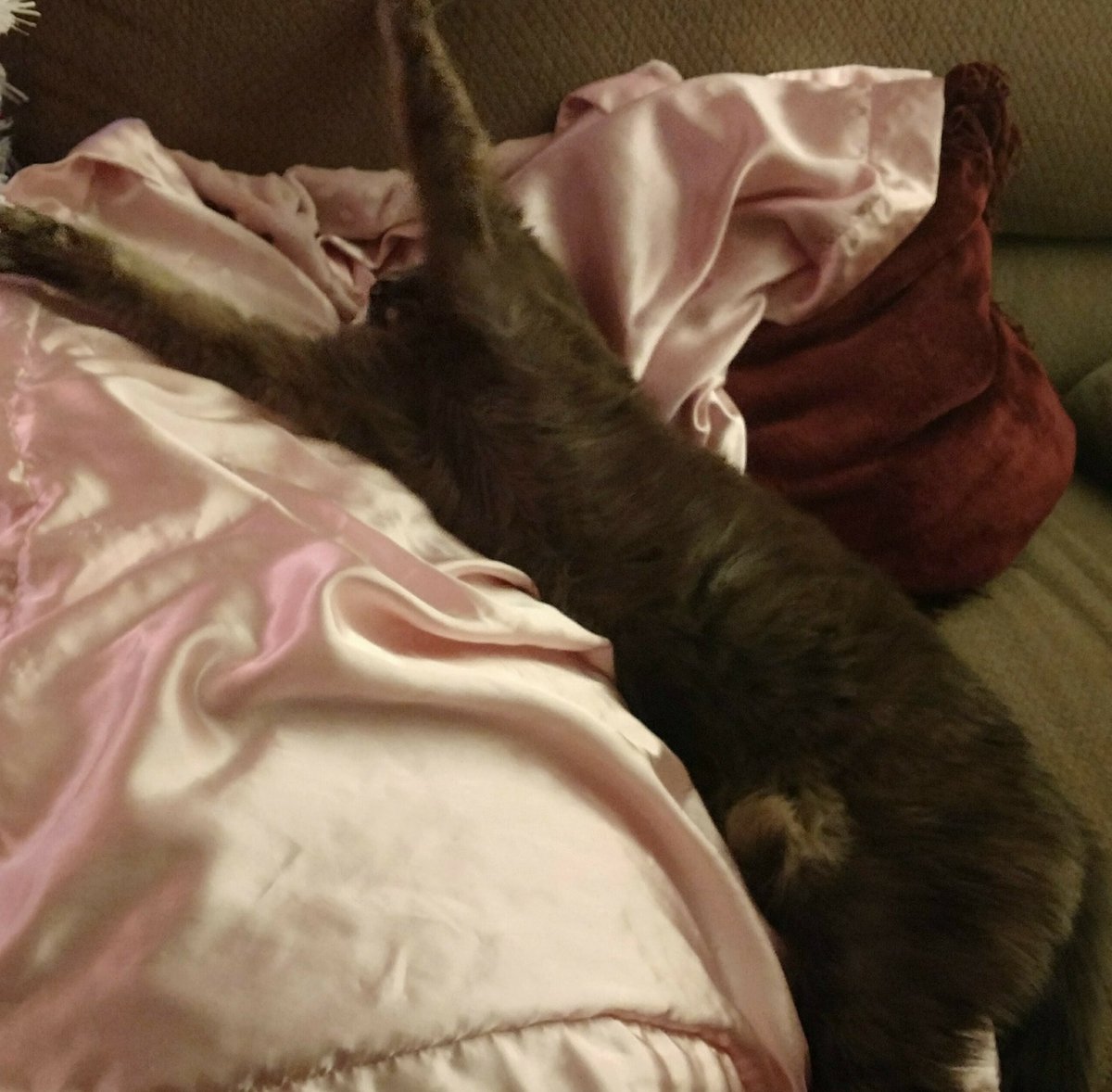 CrashOutKitty's tweet photo. Who wants one? #Hugs before #bedtime. #CrashOutKitty #sleep #cats #CatsOfTwitter https://t.co/mGGpOc4GWN
