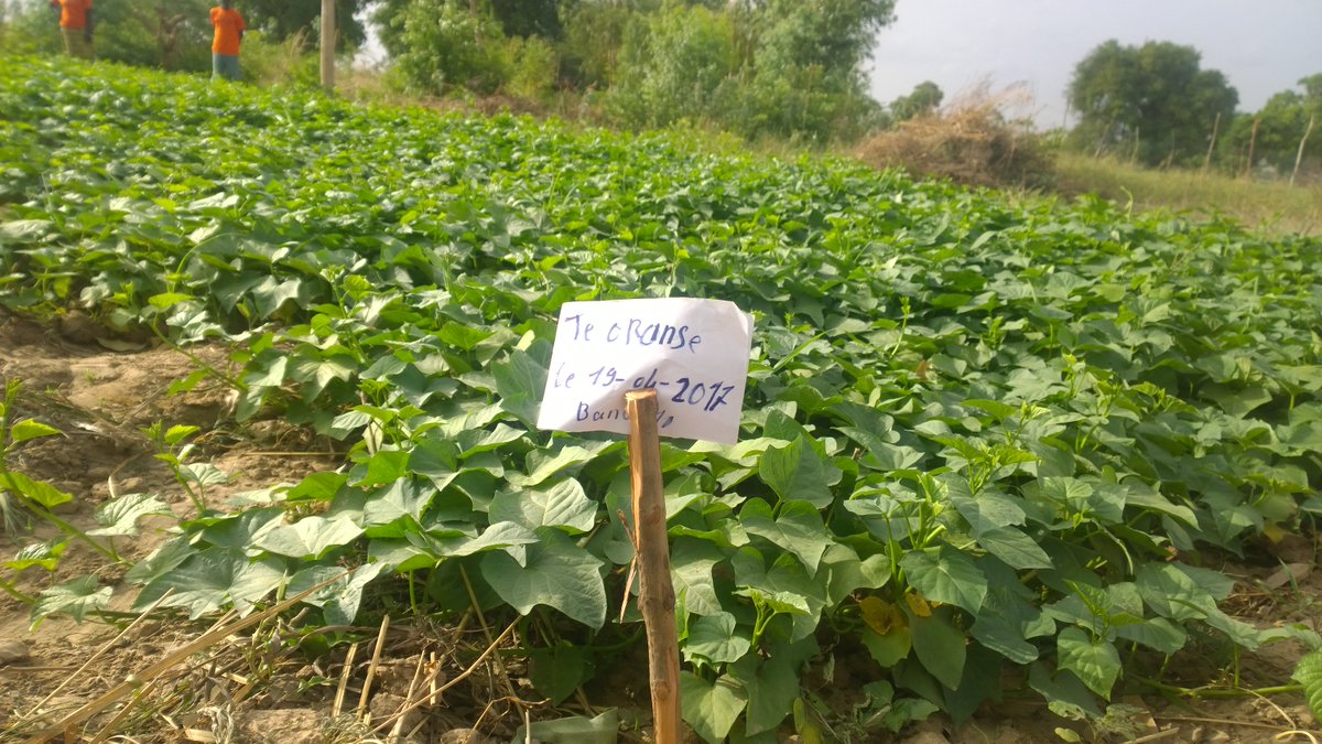 johnuniackdavis's tweet photo. Vitamin A deficiency = leading cause of preventable childhood blindness. Orange-fleshed sweet potato can help. @HelenKellerIntl #BurkinaFaso https://t.co/Zb5wbObpAq