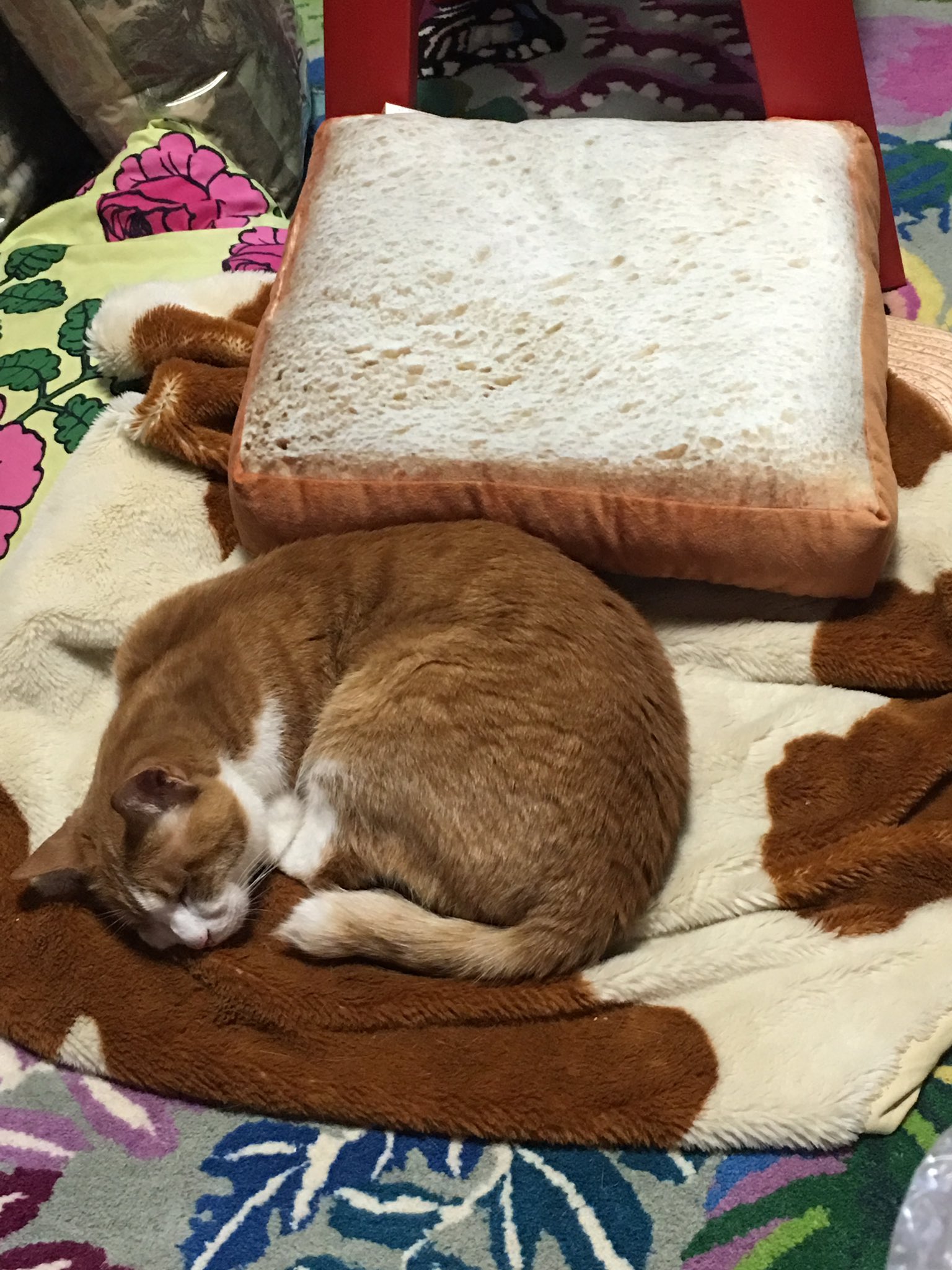 Yuko Higuchi ヒグチユウコ インターネットでニトリの食パンクッションにしずむ愛らしい猫や犬たちの画像をみてすぐさま ニトリとやらに走ったけど 物事はそううまくはいかないのよ T Co Khk6ix6x8j Twitter