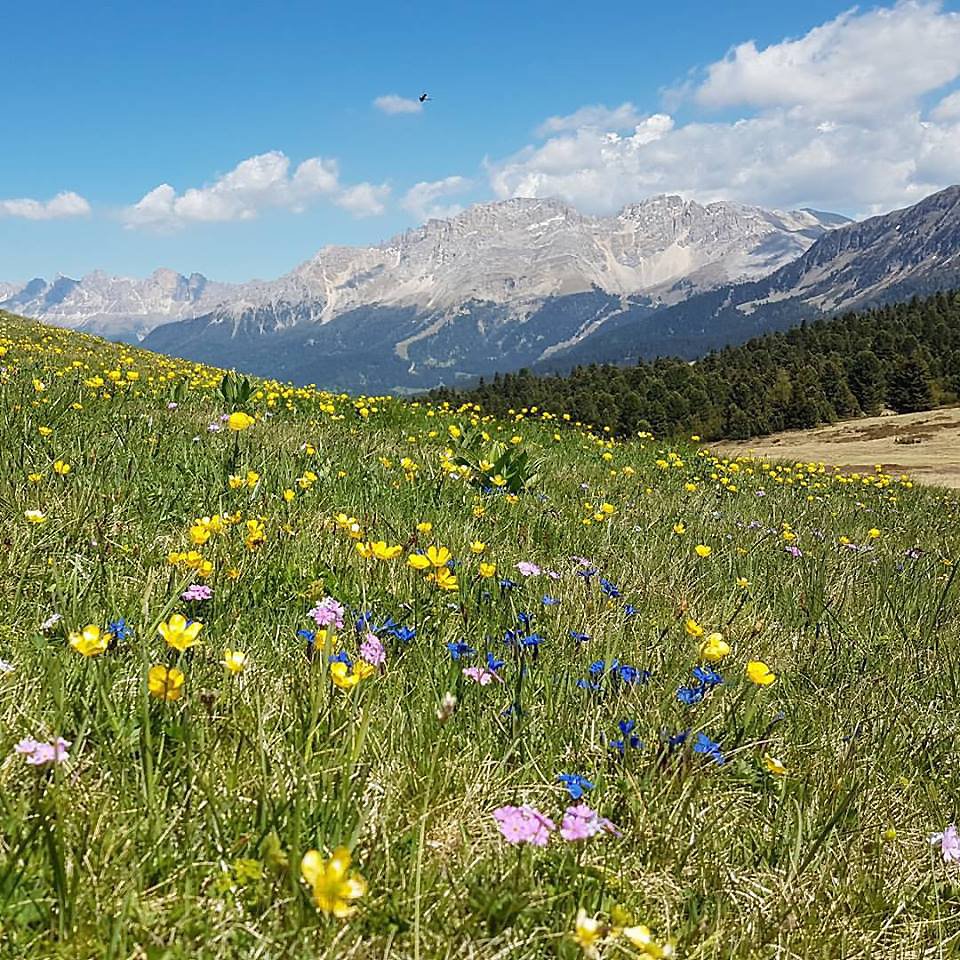visitfiemme's tweet photo. Oggi vi mandiamo una ventata di aria fresca al #profumo di fiori.
#Fiemme in #fiore #Schwarzhorn #CornoNero @passionmontagna @scigratis https://t.co/7aG8hoaApj