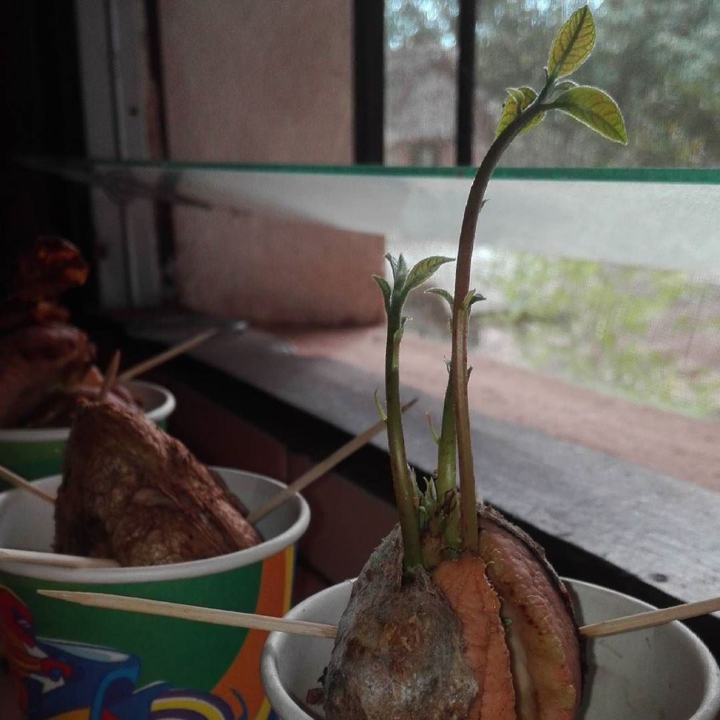 EnriqueBD1980's tweet photo. Avocado (el que tengo aquí plantado)

#avocado #selfsuficiency #selfmanagement #gardening #farafangana #atsimoatsi… https://t.co/cAbPVGt4He https://t.co/YsDq8hOw3s