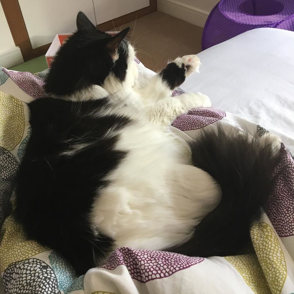 TillyCat05's tweet photo. No you may not make the bed #tilly #catstogram #tillycat #norwegianforestcats #cats #feline https://t.co/1alSWCOfK5 https://t.co/g7KnpHiq1E
