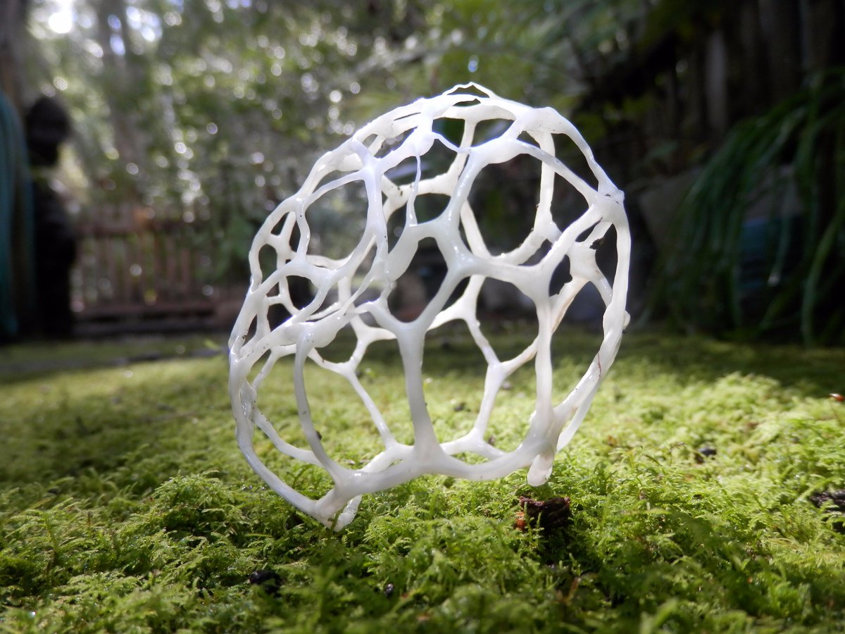 drkeithbishop's tweet photo. Spherical lattice #fungi that freely rolls around like a tumbleweed! Likely to be Lleodictyon gracile #OzFungi https://t.co/dvldNxYdB2