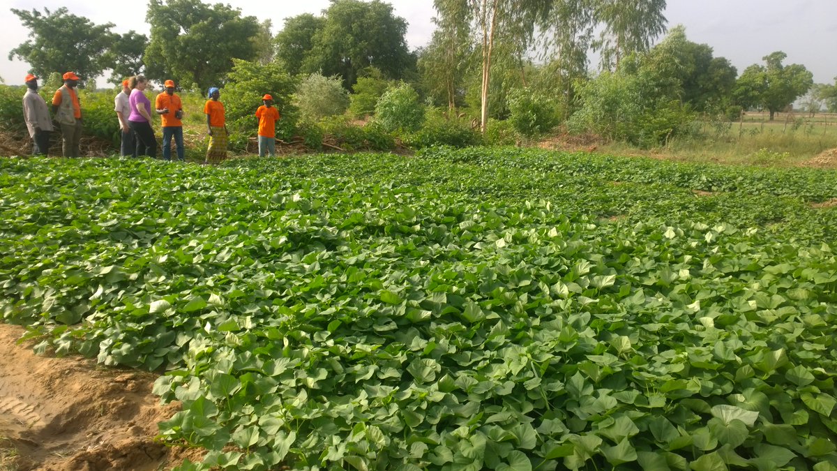 johnuniackdavis's tweet photo. La patate douce à chair orange (PDCO) fait ses
preuves en matière d’amélioration de la nutrition. #VitamineA @HelenKellerIntl #BurkinaFaso https://t.co/dqr42AgLsC