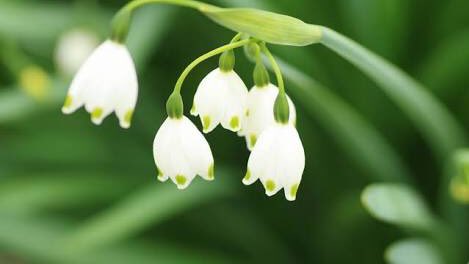 ラブリー1 月 28 日 誕生 花 すべての美しい花の画像