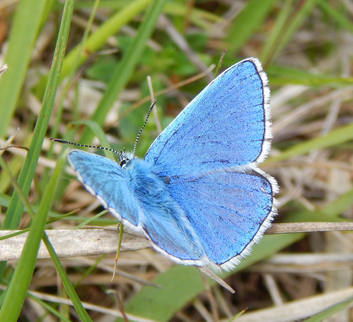 Britnatureguide's tweet photo. Three 'blues' from Rodborough Common yesterday Adonis, Small &amp; Common, with Brown Argus to finish off. https://t.co/FxYcH8yyCL https://t.co/AJkkKjh2Fk