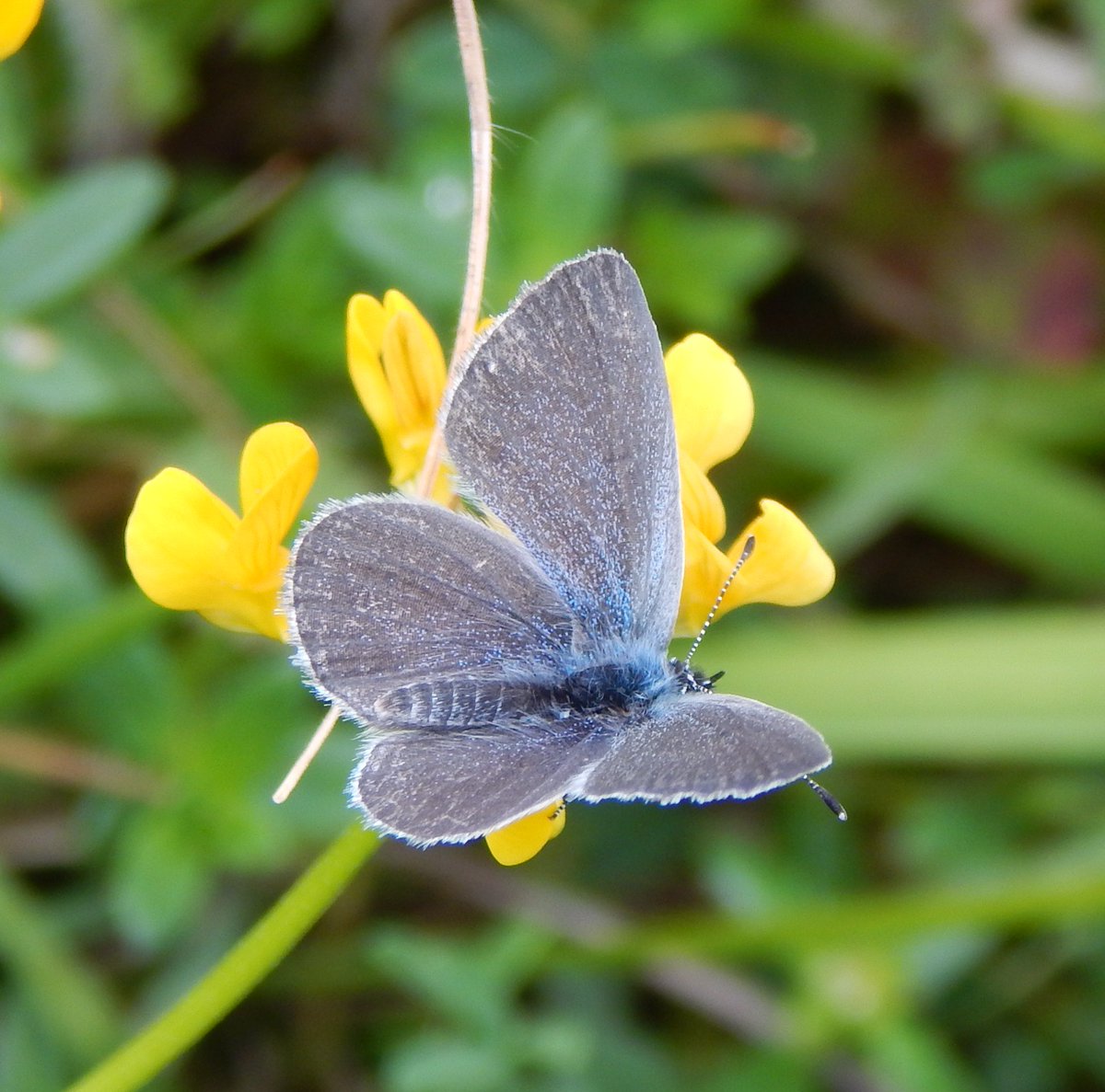 Britnatureguide's tweet photo. Three 'blues' from Rodborough Common yesterday Adonis, Small &amp; Common, with Brown Argus to finish off. https://t.co/FxYcH8yyCL https://t.co/AJkkKjh2Fk