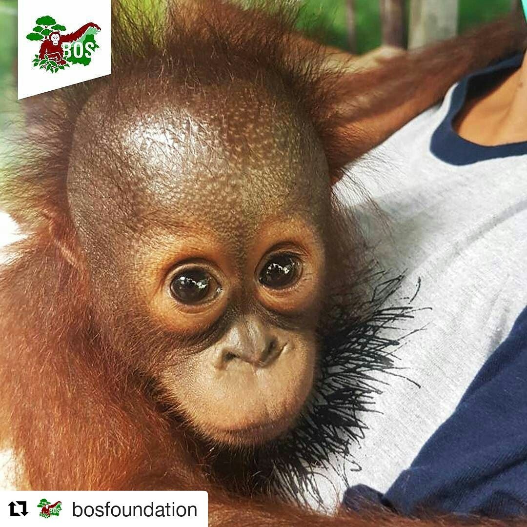 Zahri is 5 months old, arrived with two bullets lodged in her tiny body. Why would anyone do this to her? #CSR #saveorangutans <a href="/bornean_OU/">BOS Foundation</a>