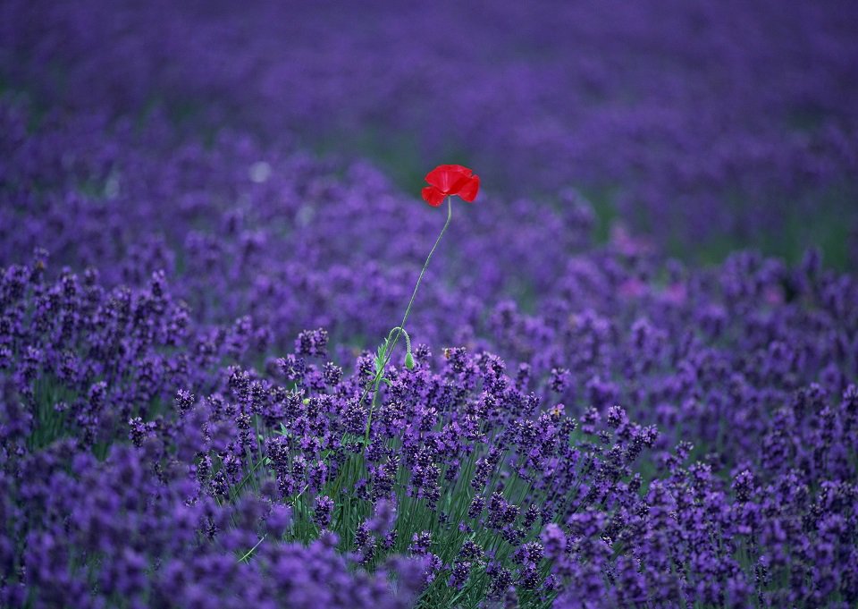 lifefrance tweet picture