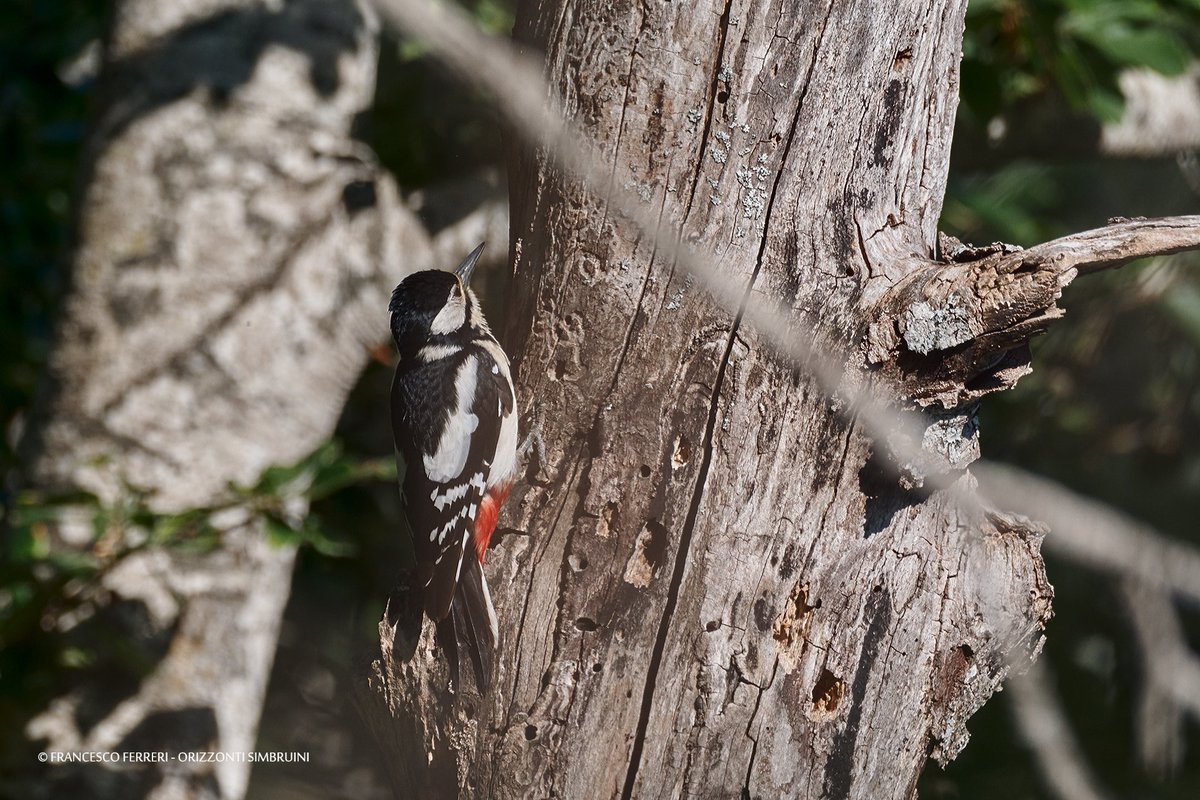 Simbruini's tweet photo. Nel folto della #faggeta, un Picchio rosso maggiore alla ricerca di insetti xilofagi in un vecchio tronco marcescente.  #Simbruini #Natura https://t.co/meeNFgcXZt