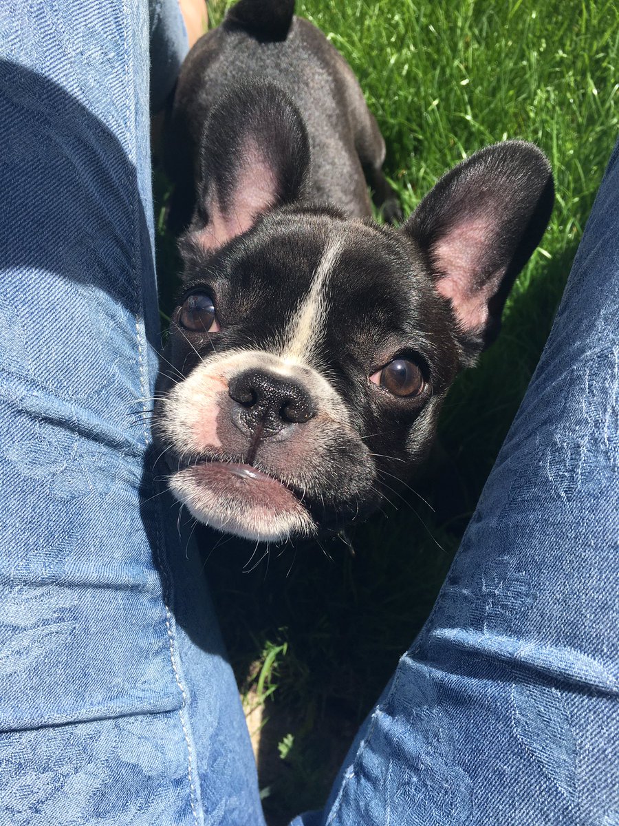 naomipinkblue's tweet photo. #frenchie #frenchbulldog my gorgeous Bow https://t.co/RbVjHgxcth