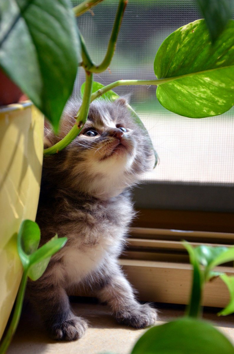 Bonjour Miriam!!😆😉👀👀
☆💚☆~~<a href="/miriamcorona140/">MiriamCorona140 Coro</a> ~~☆💚☆
Heureux week-end mon amie!😜😽😸
Bisous Miriam!😘😚
~~~~🍀💚💚🍀💚💚🍀💚💚🍀~~~~