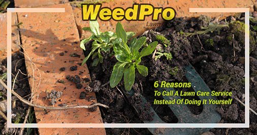 WeedProLawnCare's tweet photo. Sometimes it's  not better to do it yourself. https://t.co/3sSzoUpcKf https://t.co/l277YquCLT