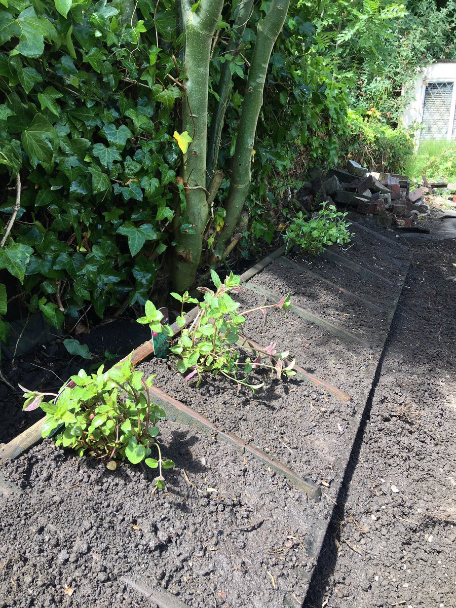allotment75's tweet photo. Planted mint varieties after watching @TheMontyDon on catch up last night used an old ladder to create a raised bed #Allotment #Upcycle #GYO https://t.co/BaKZlw4vRl