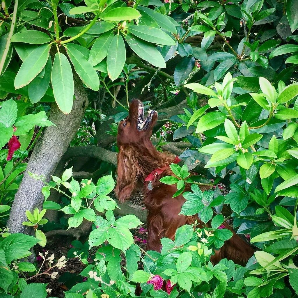 EdwardtheSetter's tweet photo. Edward is quite sure that his tennis ball is up the tree. It is not. #redirishsetter #edwardthesetter #ilovedogs #dogsofinstagram #irishset… https://t.co/x664cmfIcC