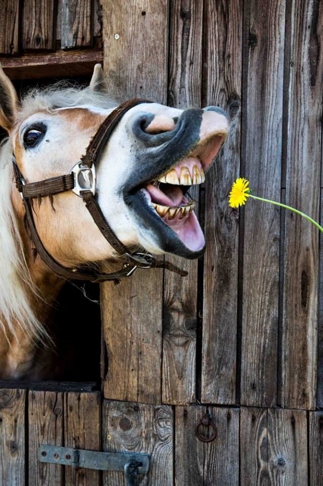 TumblingRiver's tweet photo. #RanchHumor https://t.co/1FRWa7MMb4