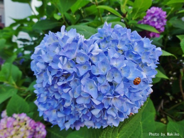まきこ 愛と幸せの連鎖 Twitter पर 早咲きの紫陽花が 綺麗に咲き始めましたね 雨で気分がふさぎ込みがちな梅雨に 美しい彩りを添えてくれる紫陽花が 私は大好きです 可愛いてんとう虫さんが休憩してました あじさい 紫陽花 てんとう まきこ 愛と幸せの連鎖 Twitter पर 早咲きの紫陽花が 綺麗に咲き始めましたね 雨で気分がふさぎ込みがちな梅雨に 美しい彩りを添えてくれる紫陽花が 私は大好きです 可愛いてんとう虫さんが休憩してました あじさい 紫陽花 てんとう