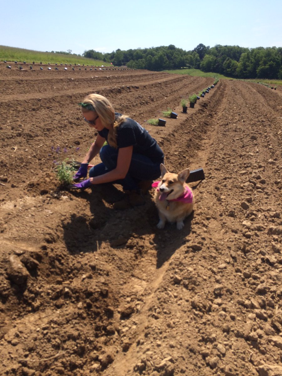 thehopproject's tweet photo. Started our little lavender farm, let's see how it goes! #palavender #pafarming https://t.co/Iut0yHOPSu
