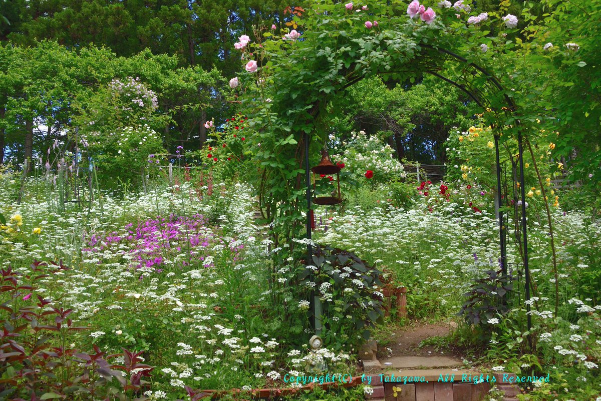 Uzivatel Shibazakurac Na Twitteru 埼玉県横瀬町にはガーデイニングを楽しむ皆様が運営する素敵な オープンガーデンよこぜ が公開されてます 今まさに花が真っ盛り 是非 オープンガーデンよこぜ にお出掛け下さい 17年6月2日撮影 横瀬町観光webを参照