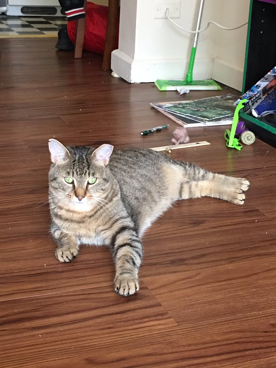 corndogthecat's tweet photo. lounge https://t.co/ybA2MTBGwM