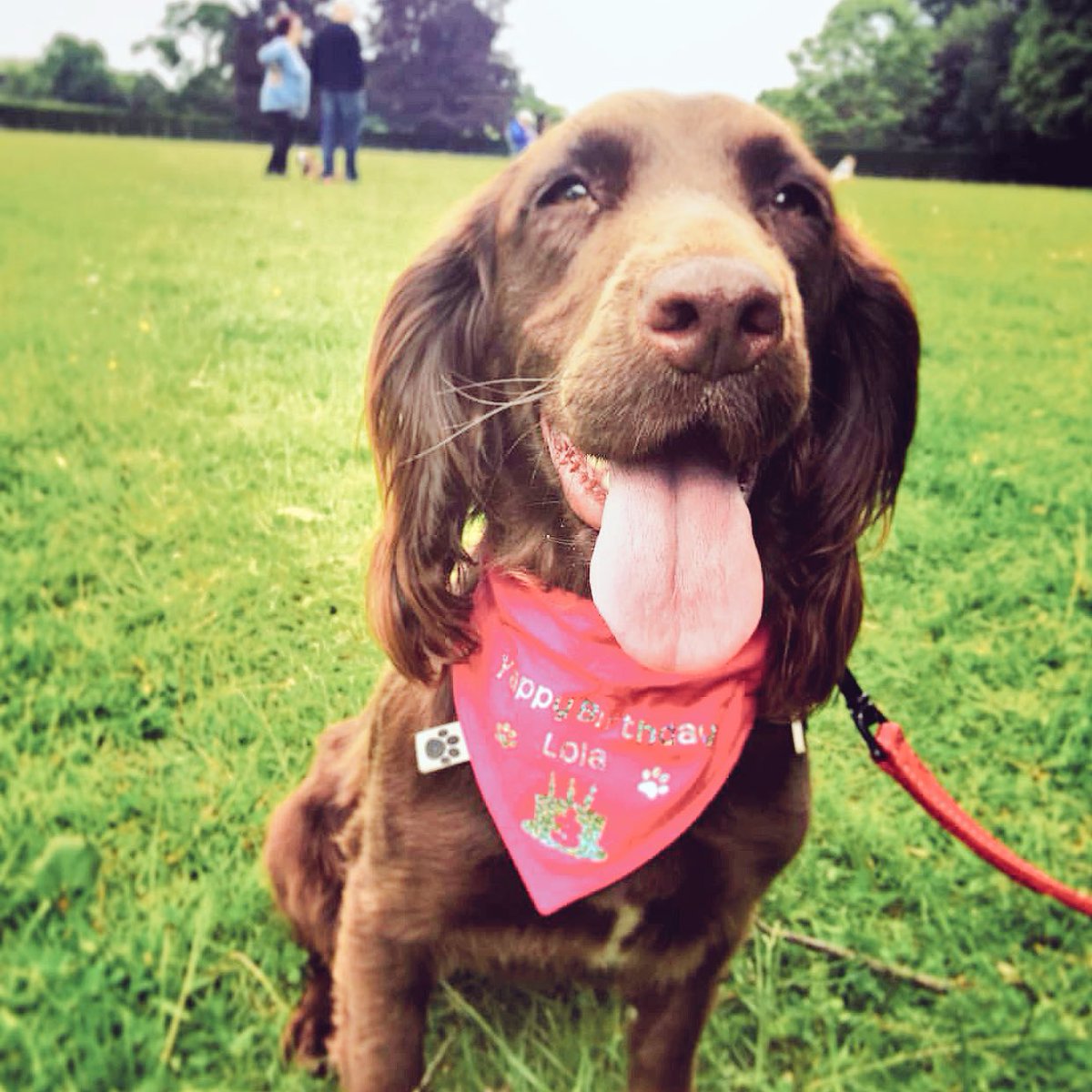 lolathecocker's tweet photo. I had such a lovely birthday walk with my @WoofHappy friends today, thank you all for coming! 🐶👅🐾🎈#Winchester #Hampshire #cocker #spaniel https://t.co/4QLjAXibBl