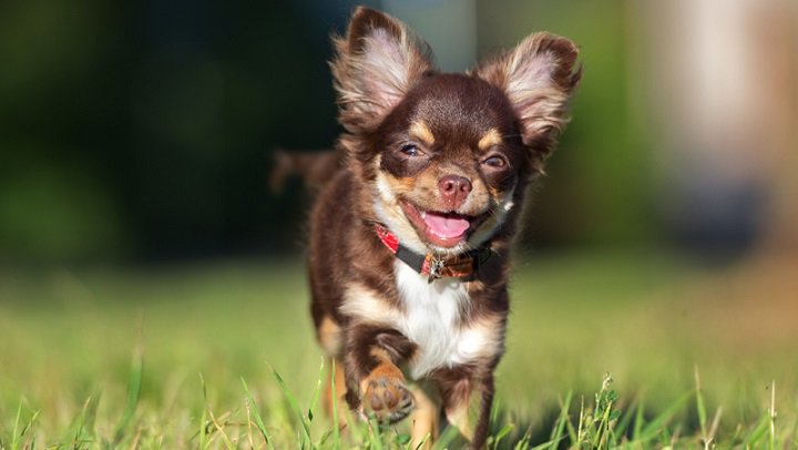 petxicanito's tweet photo. Estas son las razas de perro que sueltan más pelo https://t.co/kGMH5arUme https://t.co/ilgktRA4ky
